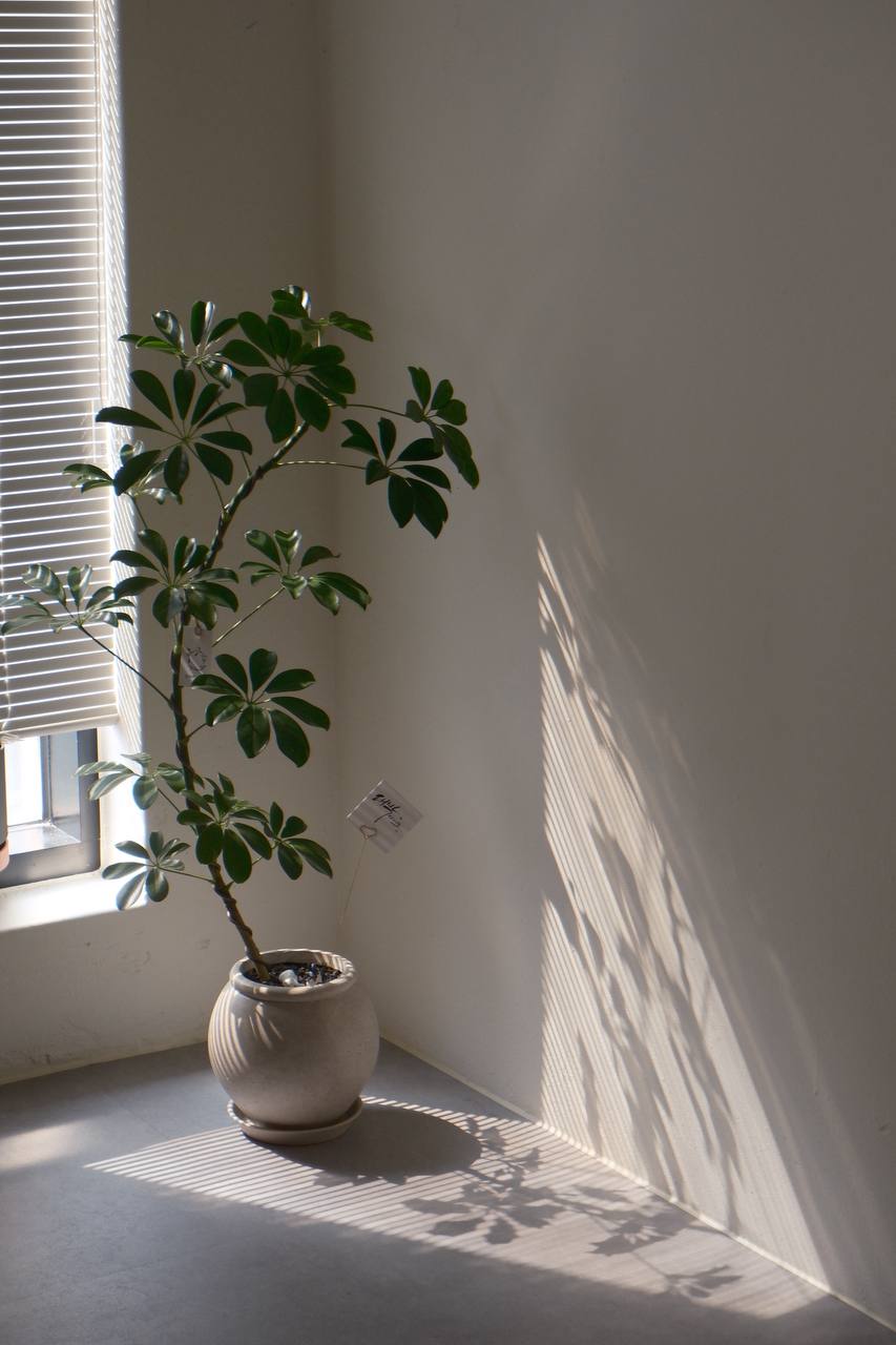 Sunlight and a window-side plant